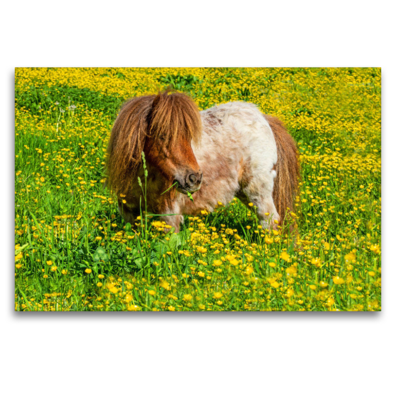 Ein Pony in der Sommerwiese in Radstadt