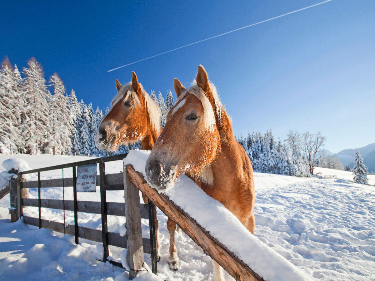 Neugierige Pferde in Flachau