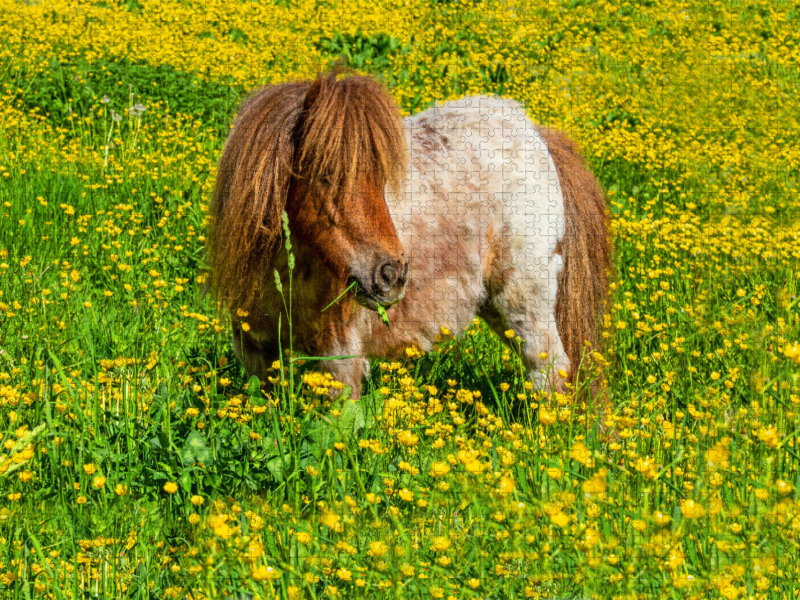 Ein Pony in der Sommerwiese in Radstadt