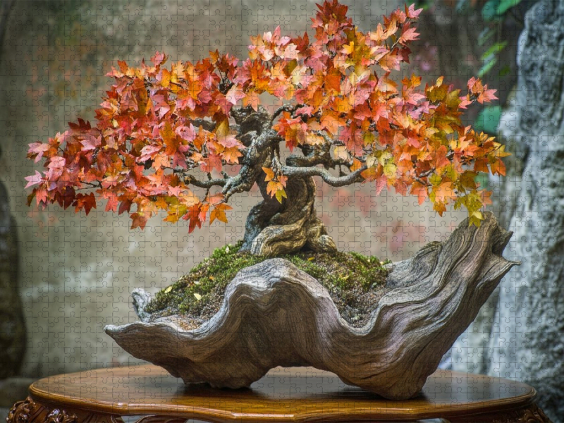 Bonsai – Die Seele der Natur