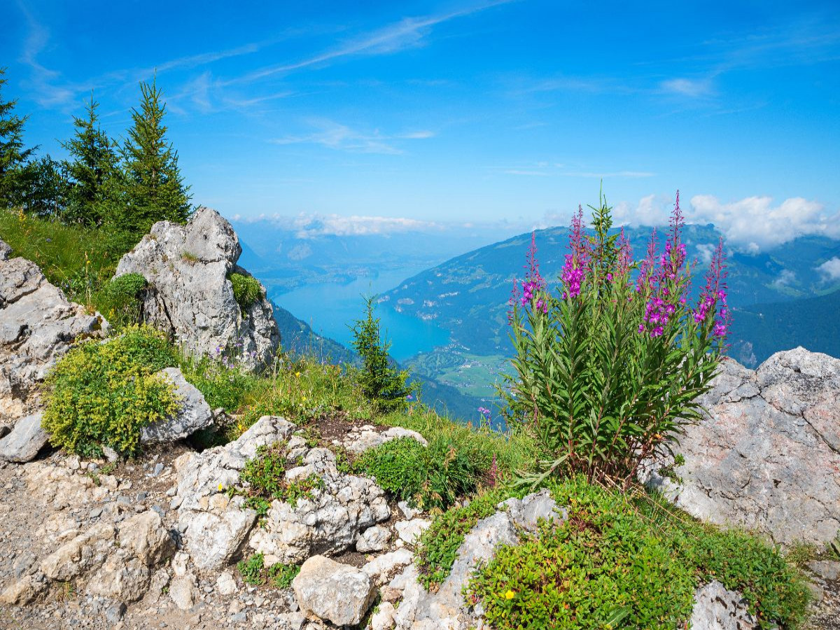 Thunerseeblick Schynige Platte