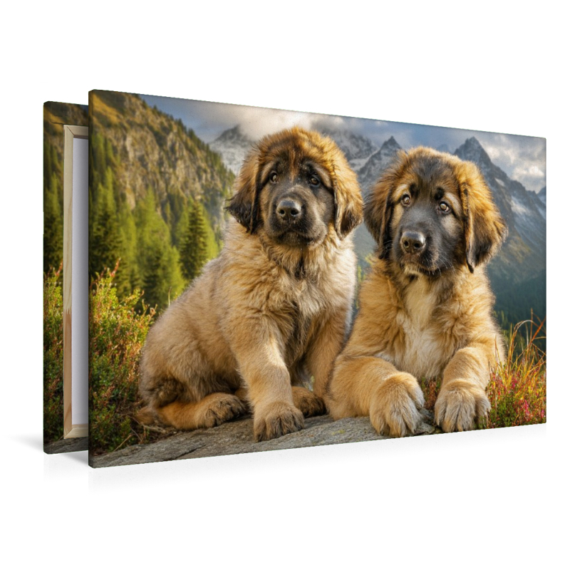 Süße Leonberger Welpen