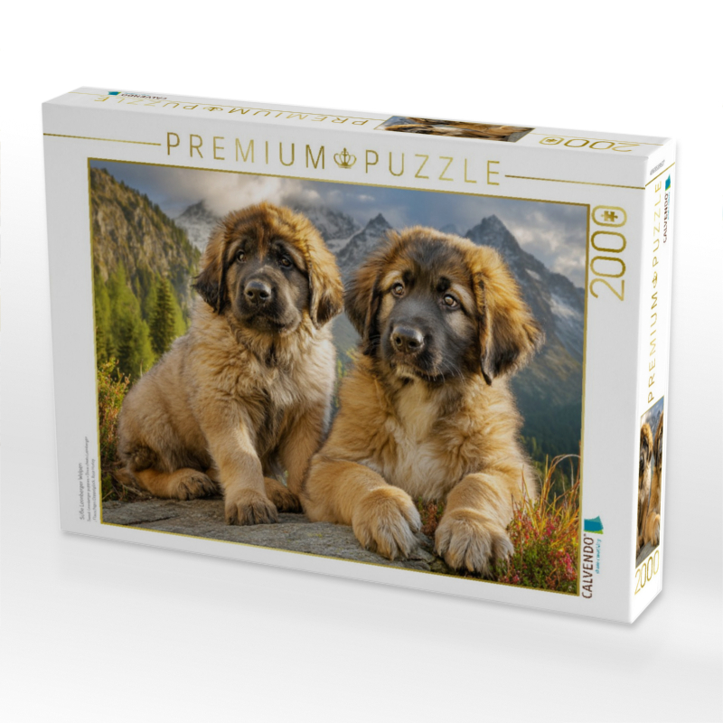 Süße Leonberger Welpen
