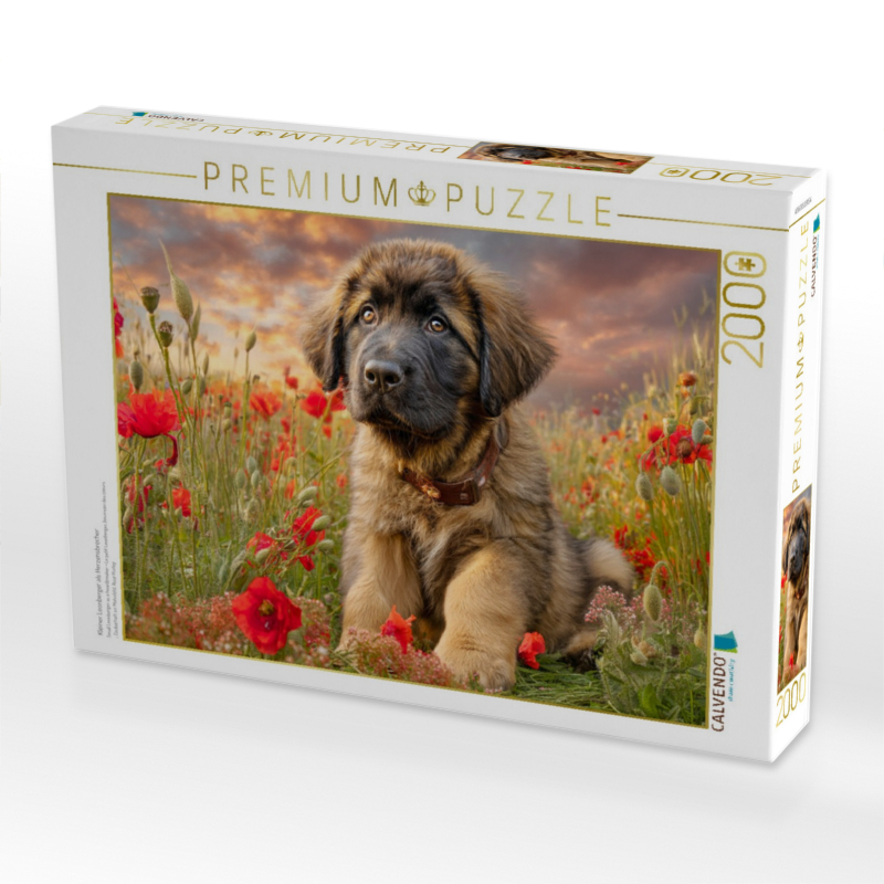 Kleiner Leonberger als Herzensbrecher