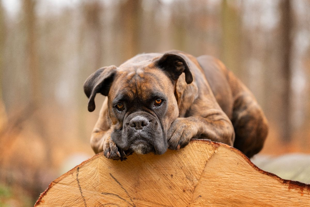 Der Boxer und das Holz der Zeit