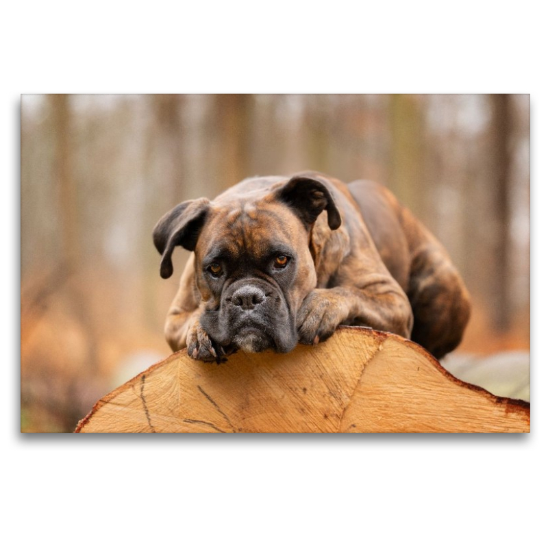 Der Boxer und das Holz der Zeit