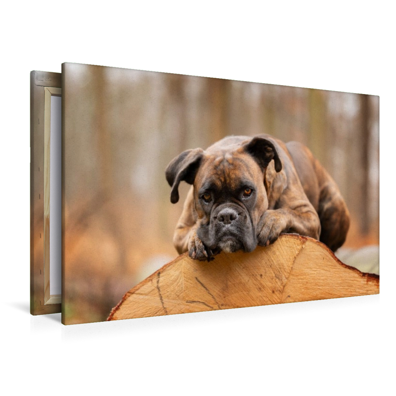 Der Boxer und das Holz der Zeit