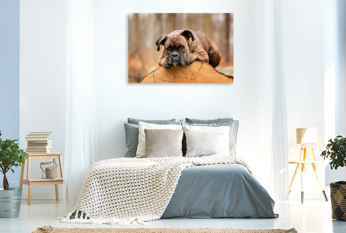 Der Boxer und das Holz der Zeit