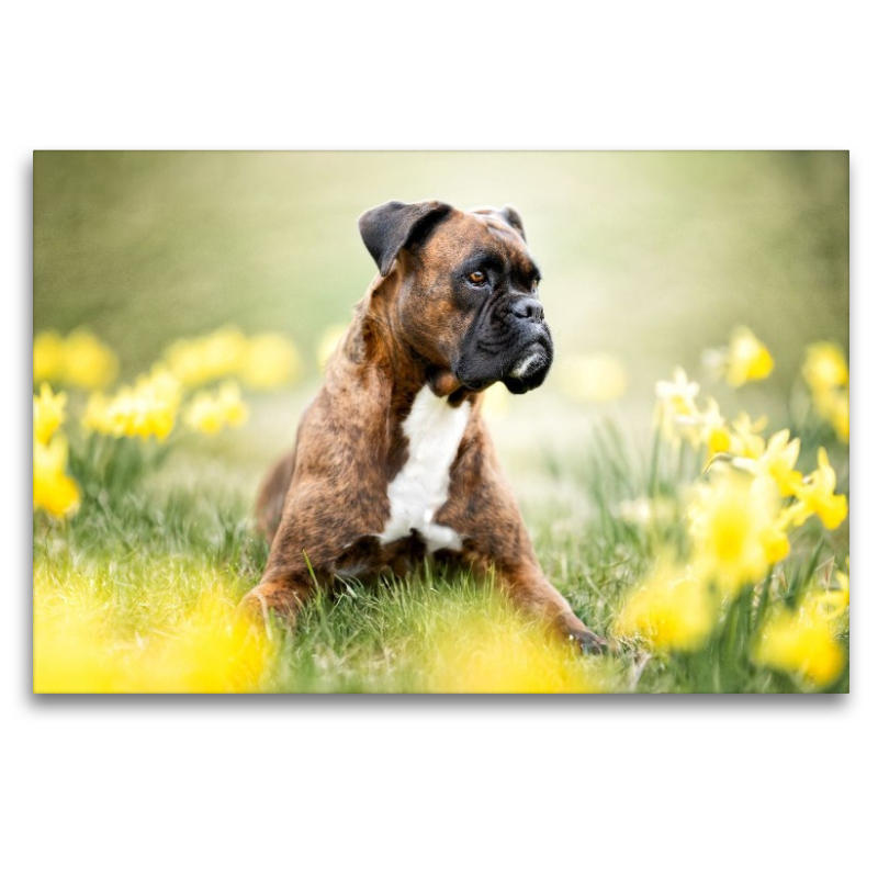 Boxer im Blütenrausch