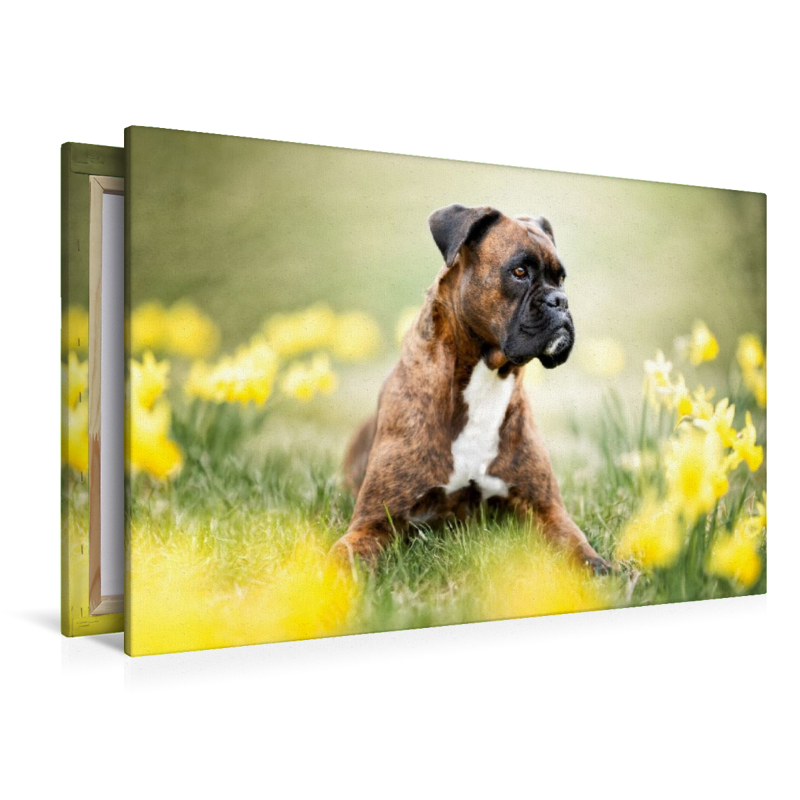 Boxer im Blütenrausch