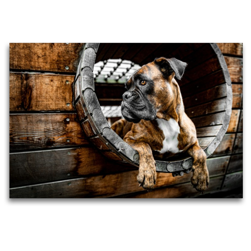 Holz, Stahl und Boxerblick