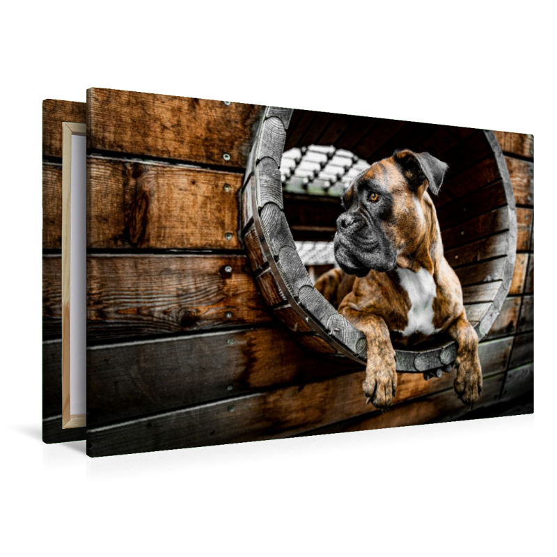 Holz, Stahl und Boxerblick