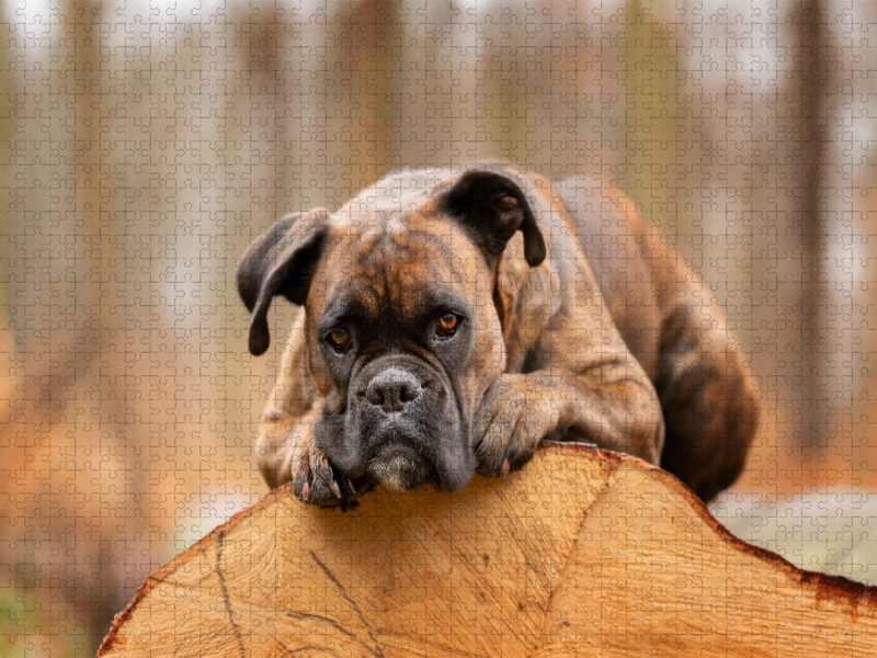 Der Boxer und das Holz der Zeit