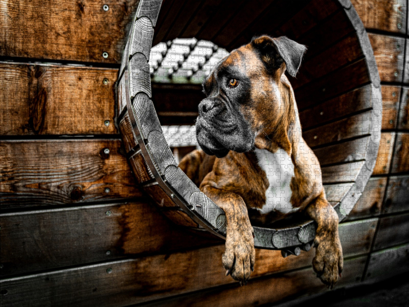 Holz, Stahl und Boxerblick