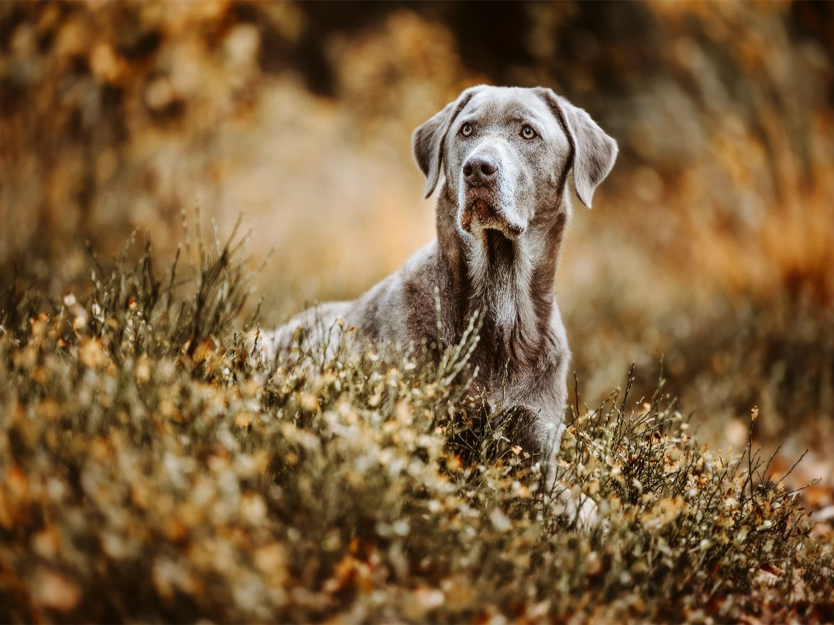 Labrador Retriever im Wald