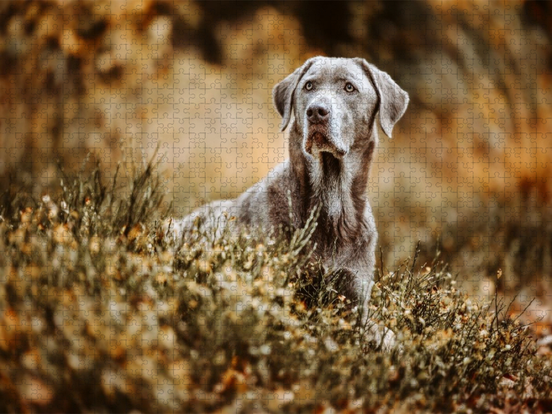 Labrador Retriever im Wald