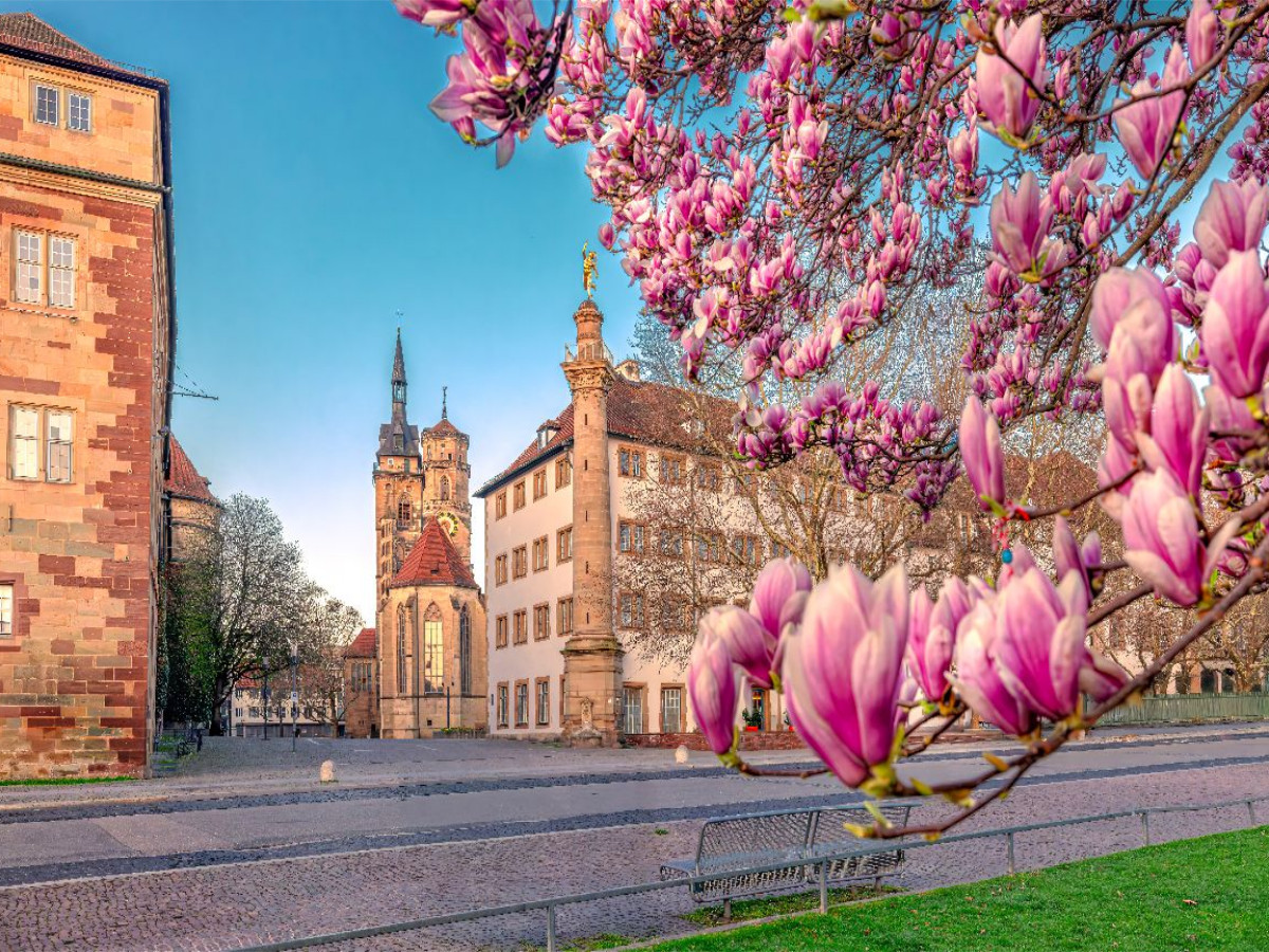 Magnolienblüte in Stuttgart und die Stiftskirche