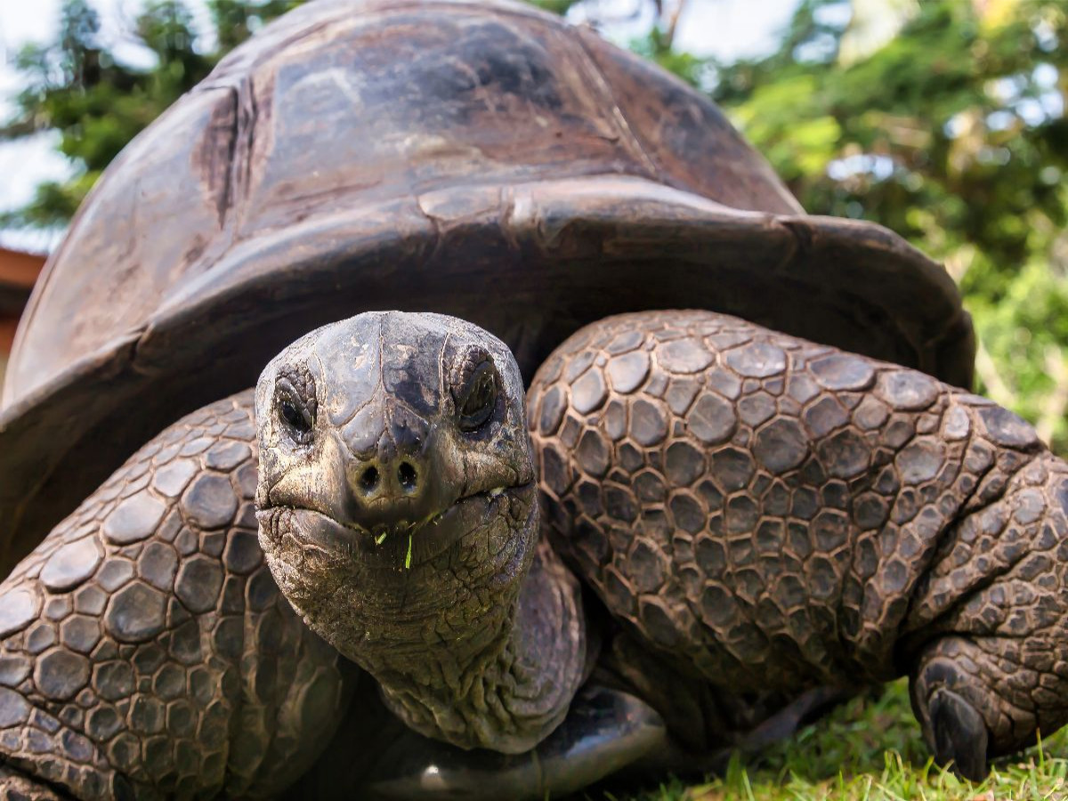 Eine der über 300 Seychellen-Riesenschildkröten auf Curieuse
