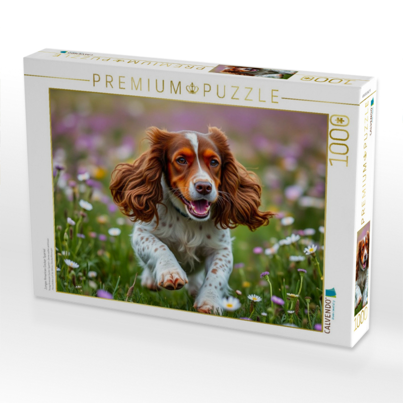 Junger American Cocker Spaniel