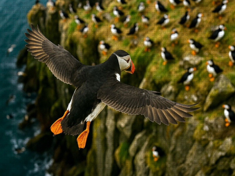 Papageitaucher im Flug an der Klippe