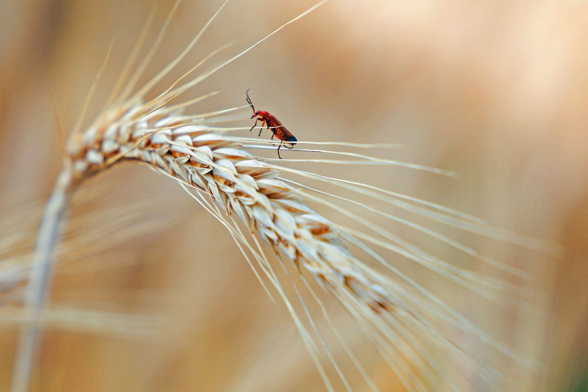 roter Käfer im Korn