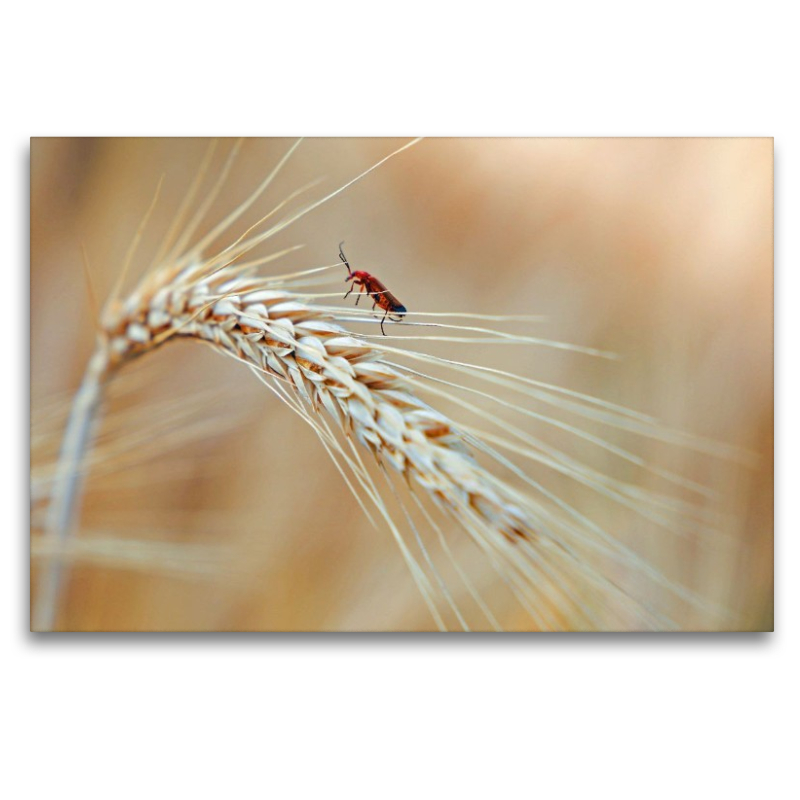 roter Käfer im Korn