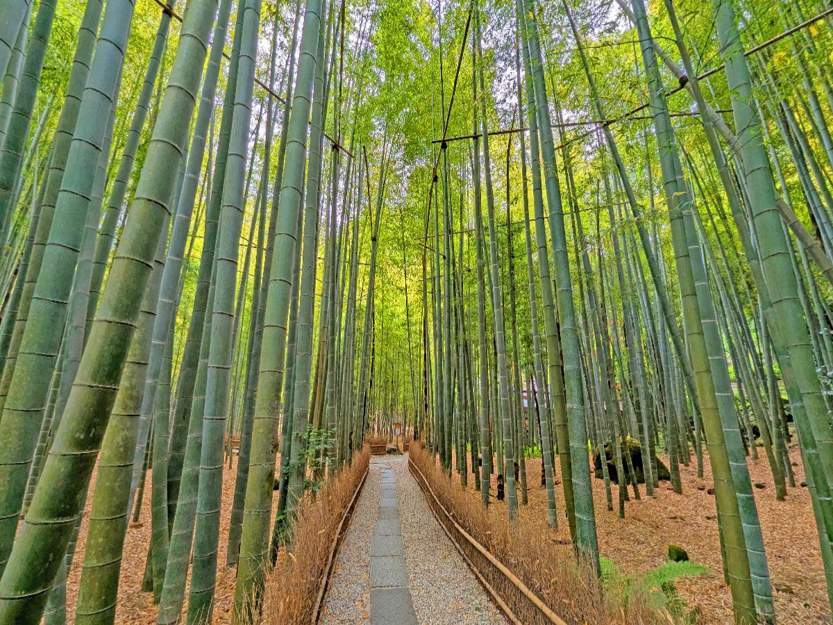 Kamakura - Bambus Garten im Hokokuji Tempel