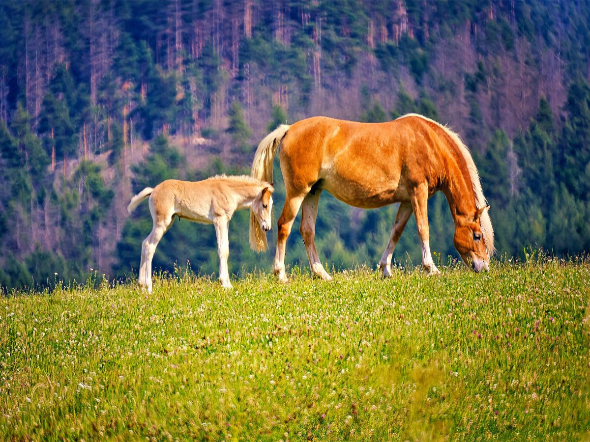 Haflinger Stute mit Fohlen