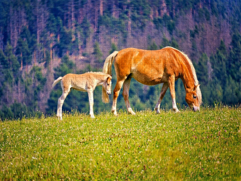 Haflinger Stute mit Fohlen