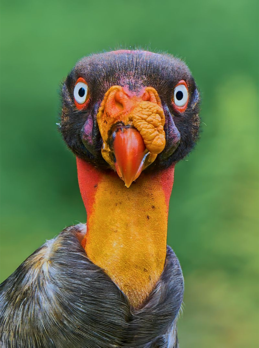 Auge in Auge mit dem Königsgeier – Wildes Costa Rica