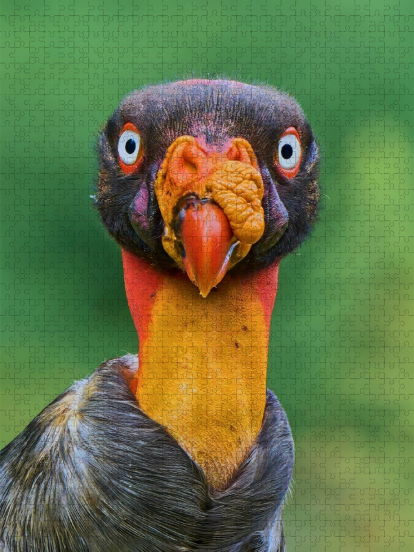 Auge in Auge mit dem Königsgeier – Wildes Costa Rica