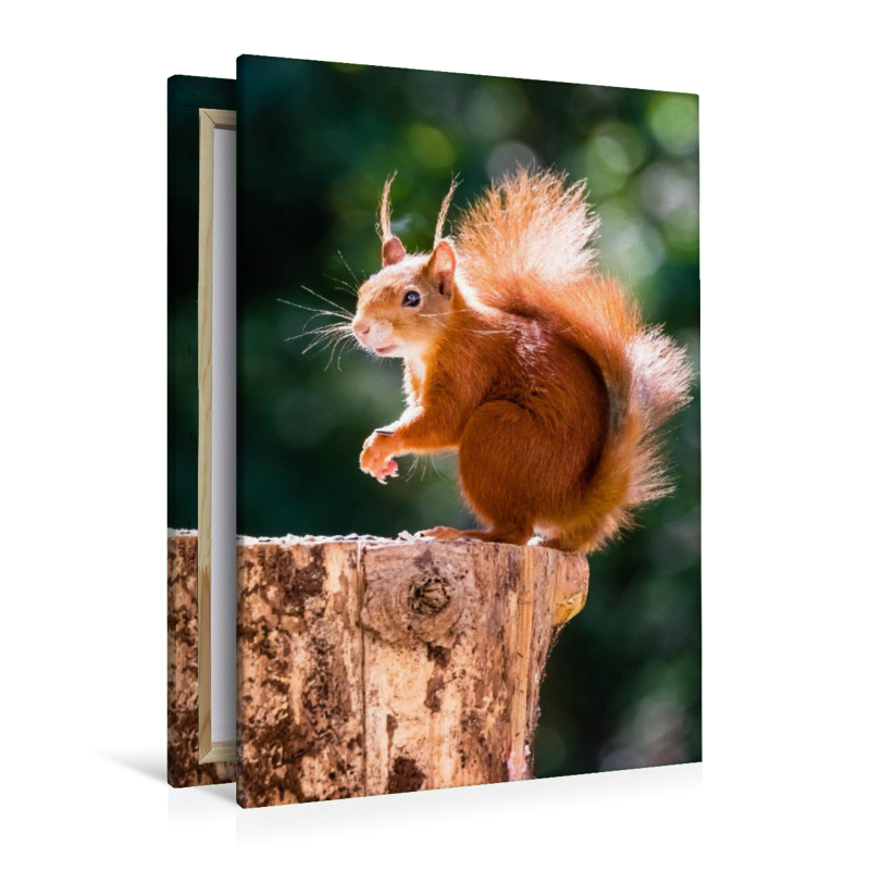 Ein Motiv aus dem Kalender Hörnchen aus aller Welt