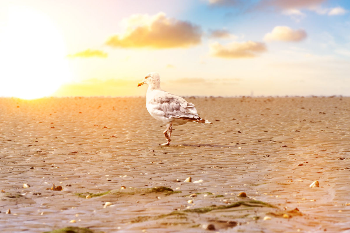 Möwe im Wattenmeer bei Sonnenaufgang