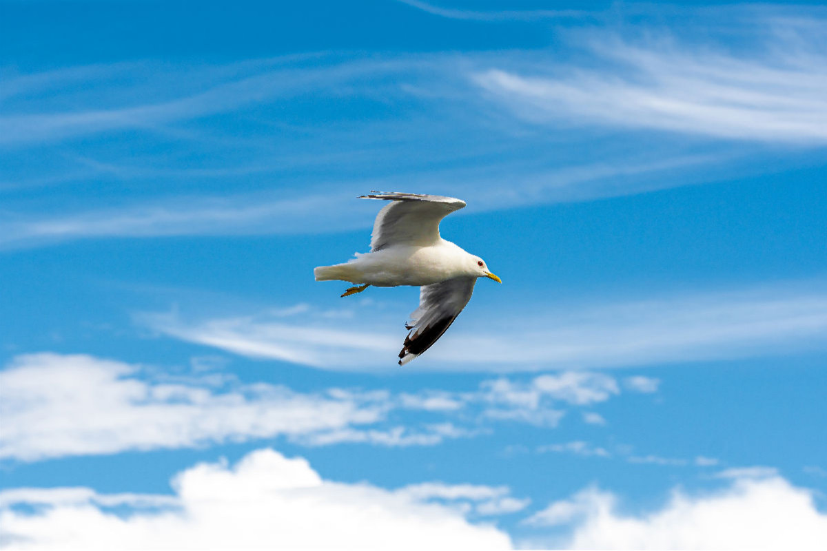 Möwe am strahlend blauen Himmel