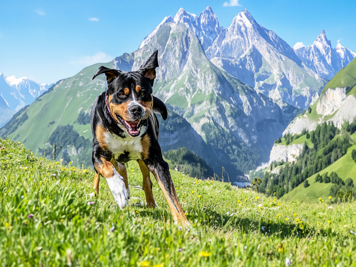 Schweizer Berge