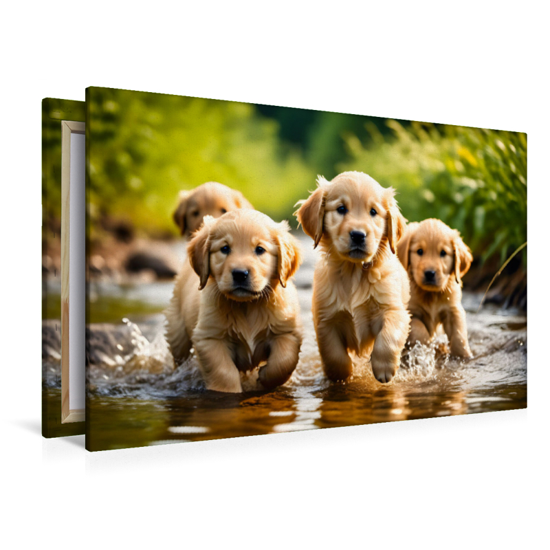 Golden Retriever Welpen