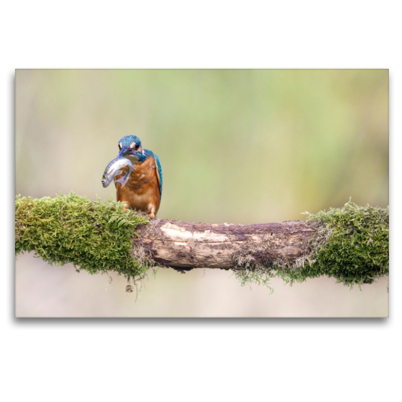 Eisvogel mit Fisch im Schnabel