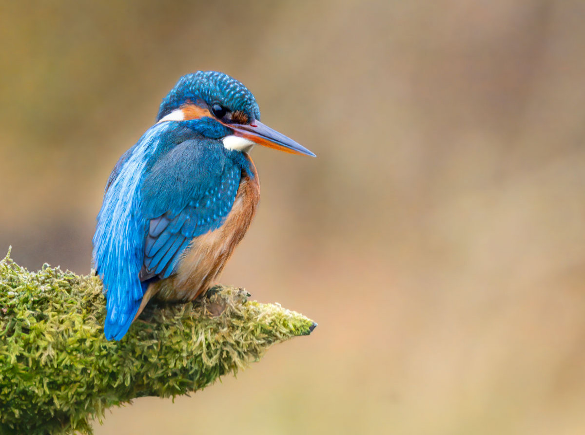 Eisvogel Portrait