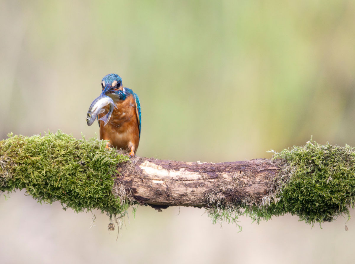 Eisvogel mit Fisch im Schnabel