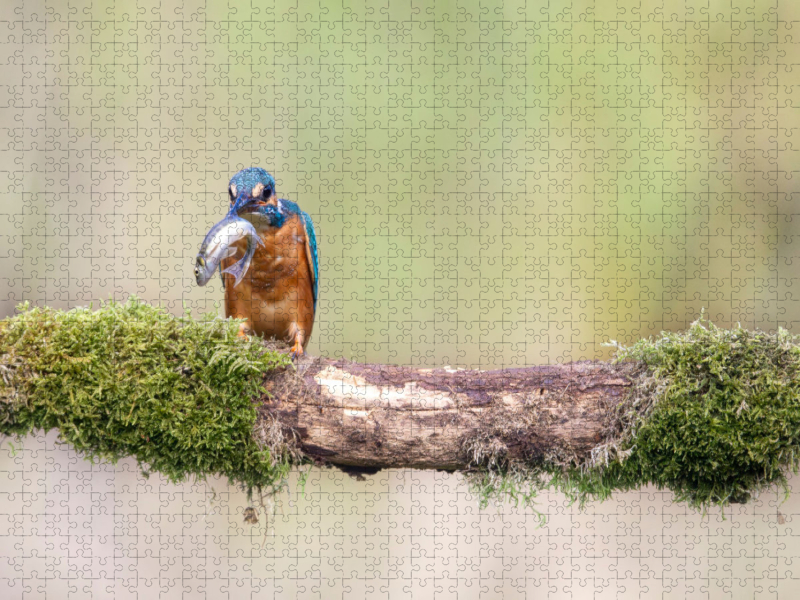 Eisvogel mit Fisch im Schnabel