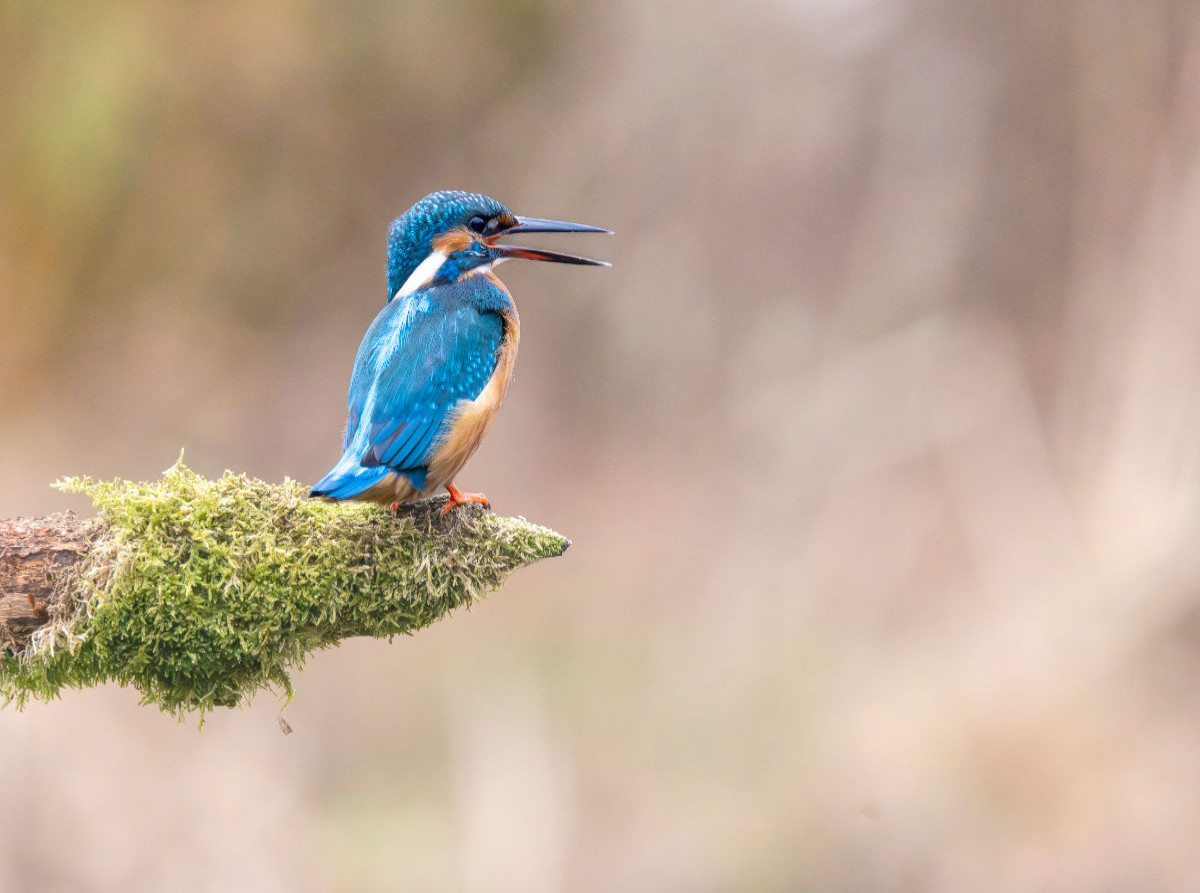 Eisvogel ruft