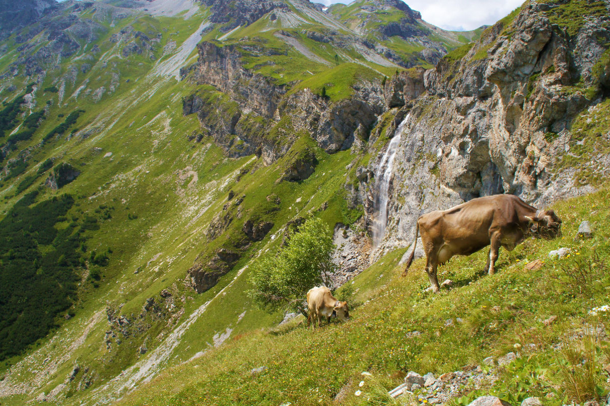 Zwei Kühe grasen mitten in den Alpen