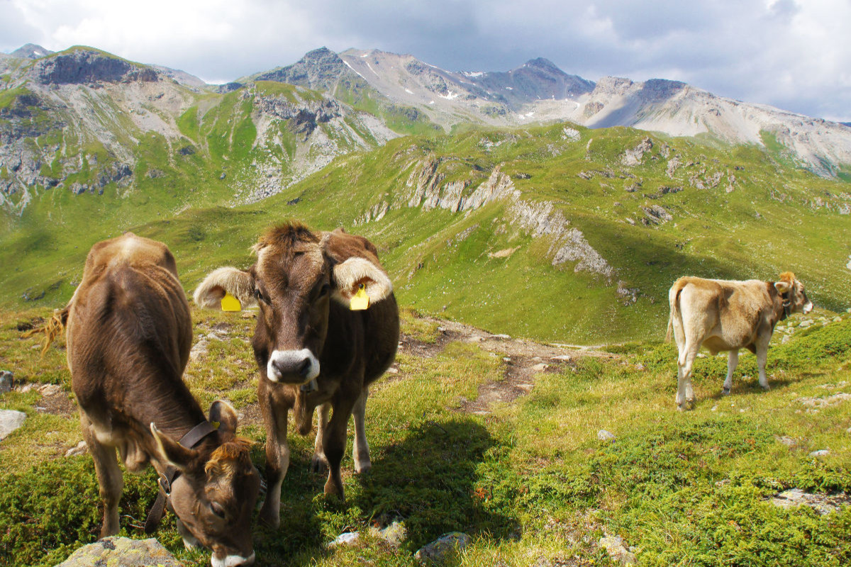 Bergkühe vor traumhaftem Alpenparorama