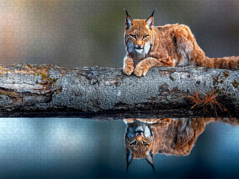 Der Luchs