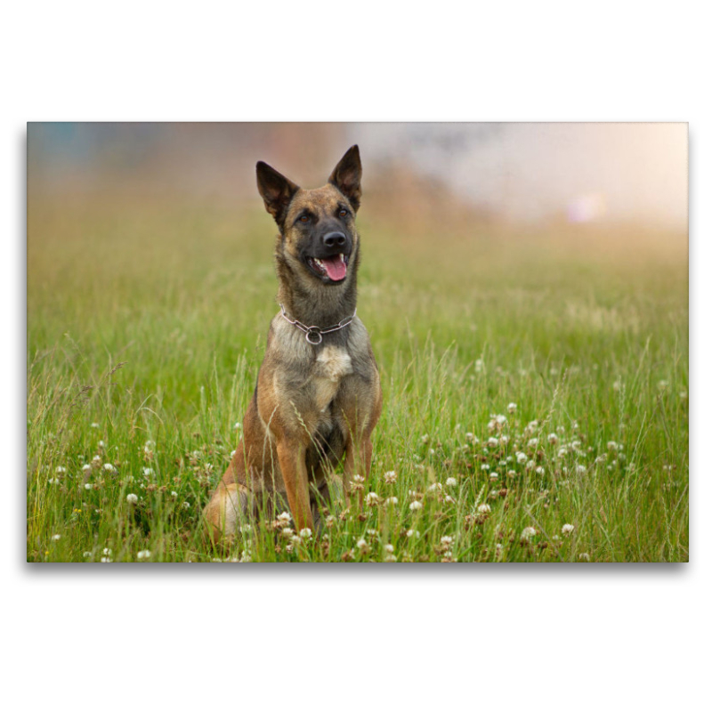 Ein Motiv aus dem Kalender Traumhund Malinois