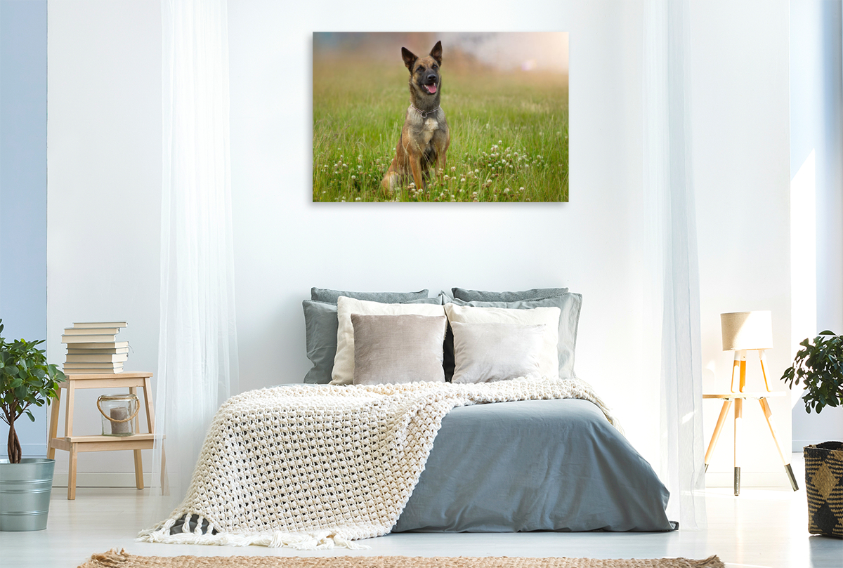 Ein Motiv aus dem Kalender Traumhund Malinois