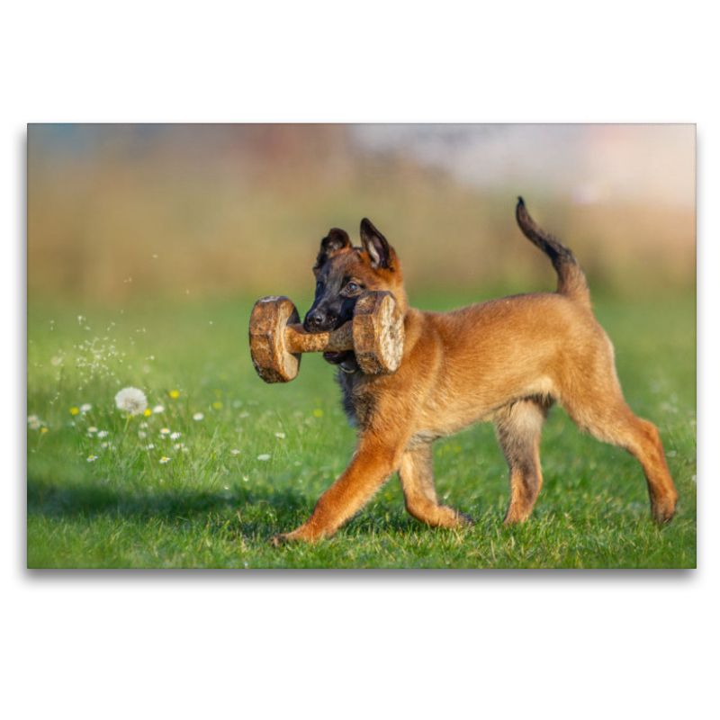 Ein Motiv aus dem Kalender Traumhund Malinois