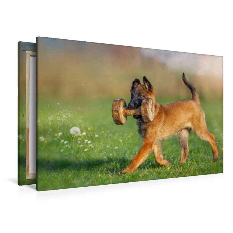 Ein Motiv aus dem Kalender Traumhund Malinois