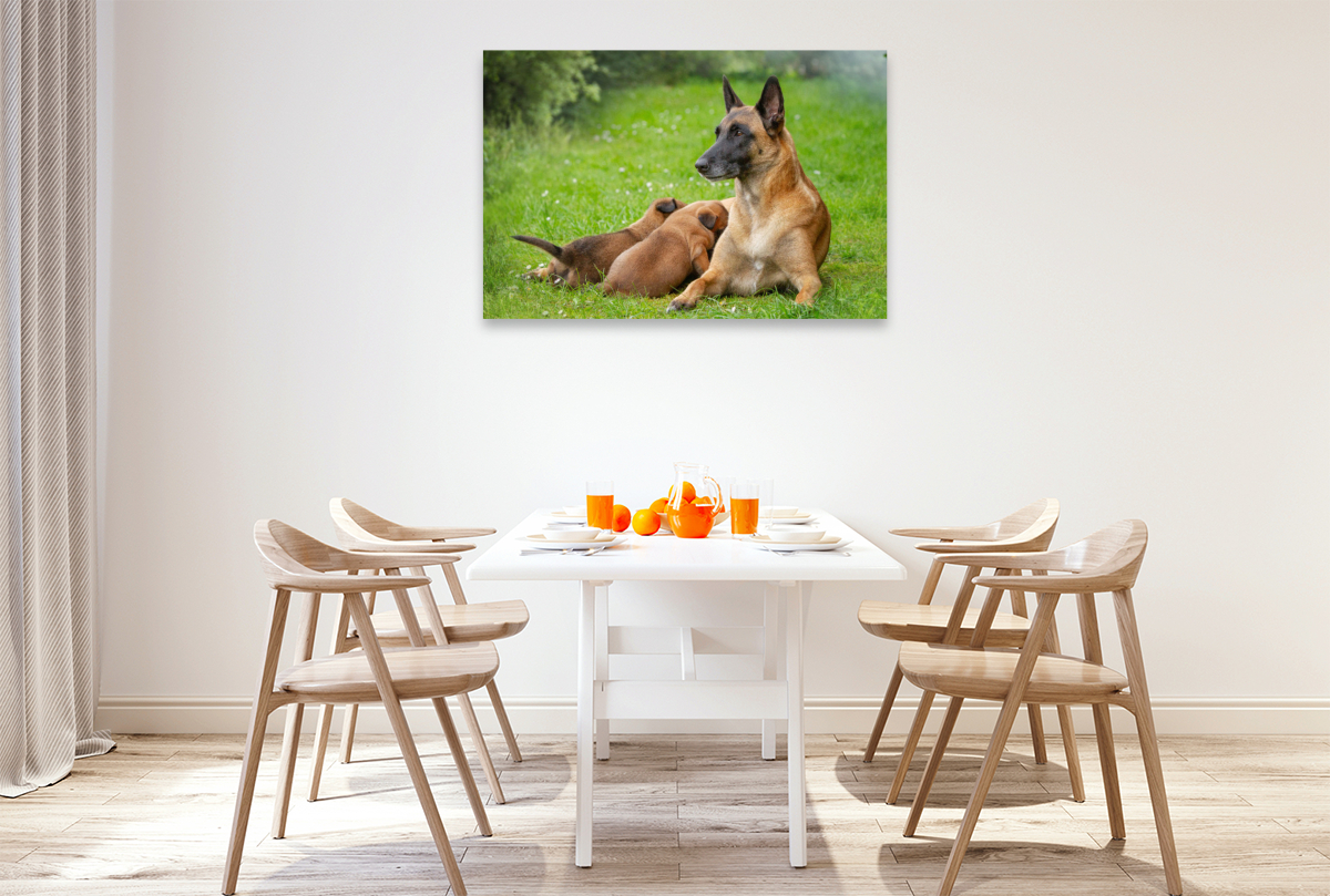 Ein Motiv aus dem Kalender Traumhund Malinois