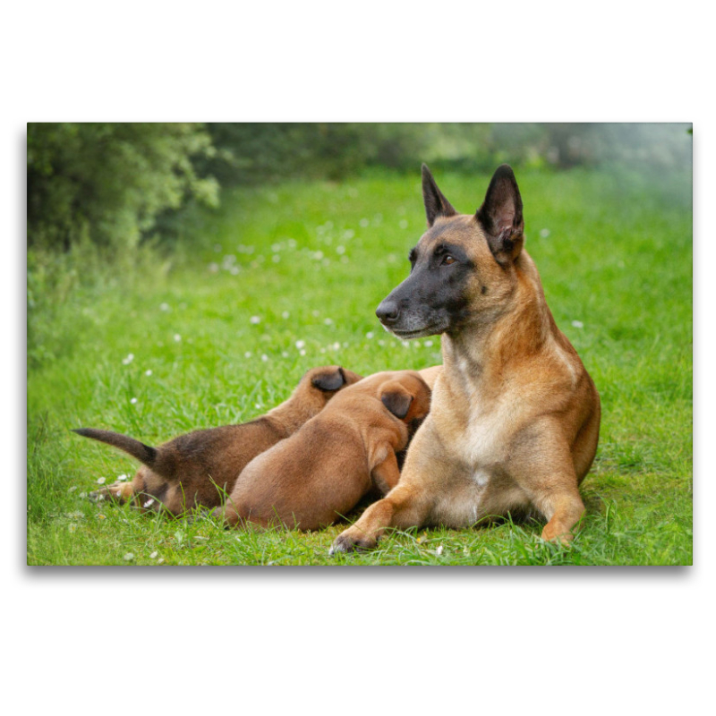 Ein Motiv aus dem Kalender Traumhund Malinois